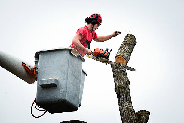 Best Tree and Shrub Care  in Boley, OK